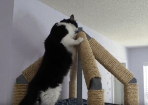 Ultimate Cat Tower Plans