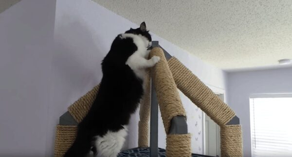Ultimate Cat Tower Plans