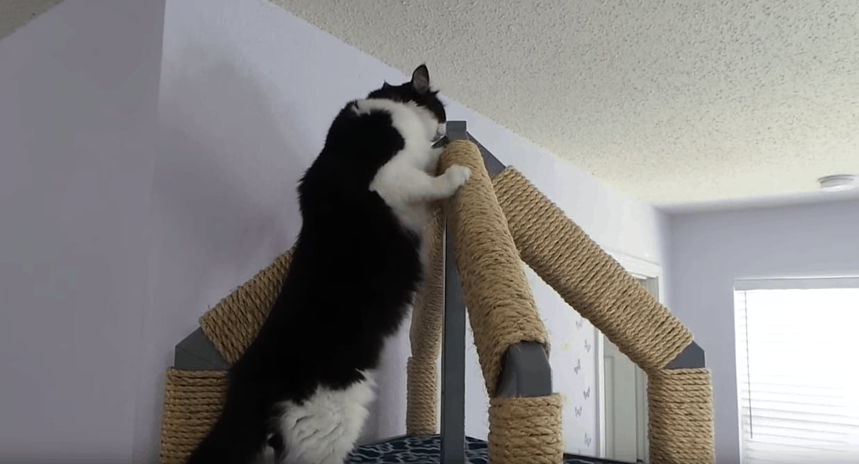 Ultimate cat tower new arrivals